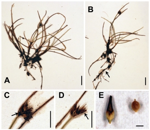 Holotype of Carex via-incaica Jim.-Mejías &amp; E.H.Roalson. 