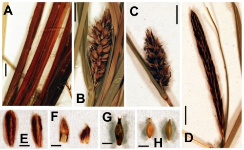 Detailed images of the holotype of Carex haematopus Jim.-Mejías &amp; E.H.Roalson. 
