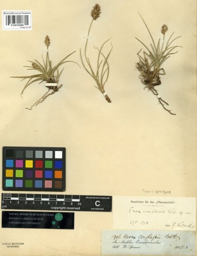 To GBIF (Carex ecuadorica C 10010040 lectotype 1