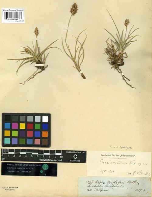 To GBIF (Carex ecuadorica C 10010040 lectotype 1