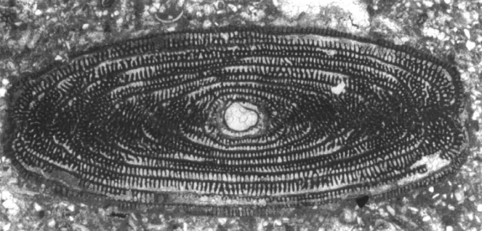 Praealveolina cretacea subsp. lata Reichel, 1936