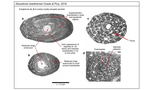Decastroia miaidinensis Vicedo &amp; Piuz, 2016