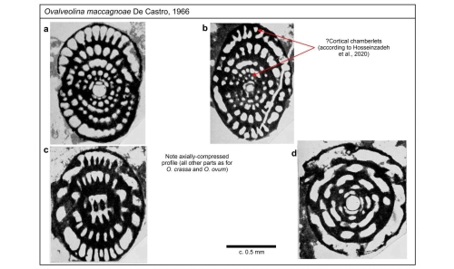Ovalveolina maccagnoae De Castro, 1966