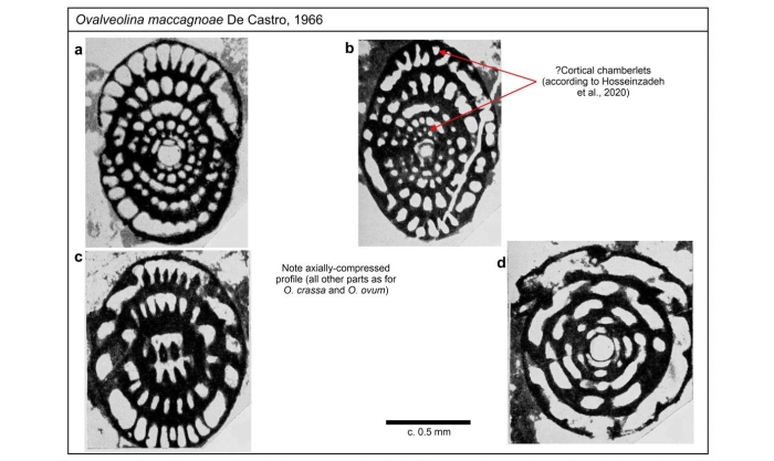 Ovalveolina maccagnoae De Castro, 1966