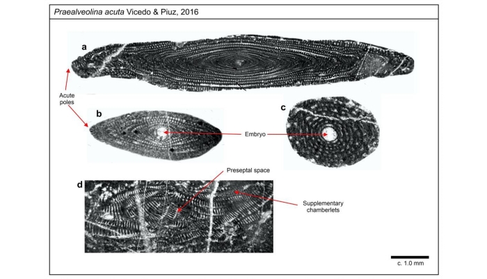 Praealveolina acuta Vicedo &amp; Piuz, 2016