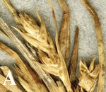 Terminal pseudospikelet of Carex hypsipedos (Weberbauer 2617, G). 