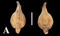 Perigynia abaxial (left) and adaxial (right) surfaces at 40× magnification of Carex hypsipedos (Weberbauer 2617, G)
