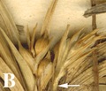 Terminal pseudospikelets of Carex punicola (Weberbauer 2617, B). 