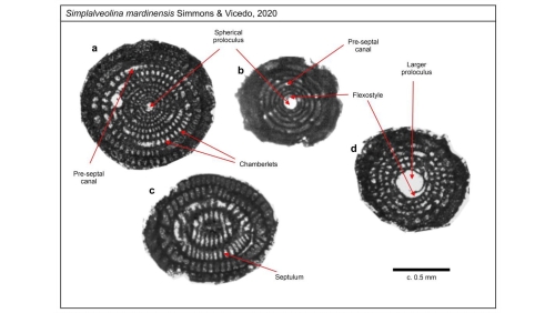 Simplalveolina mardinensis Simmons &amp; Vicedo, 2020