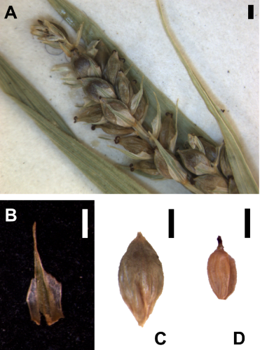 Detailed pictures of the holotype of Carex pachamamae Jim.-Mejías (US 1178380 [barcode 02140964]).