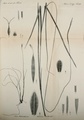 Lectotype of Uncinia trichocarpa C.A.Meyer