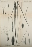 Lectotype of Uncinia trichocarpa C.A.Meyer