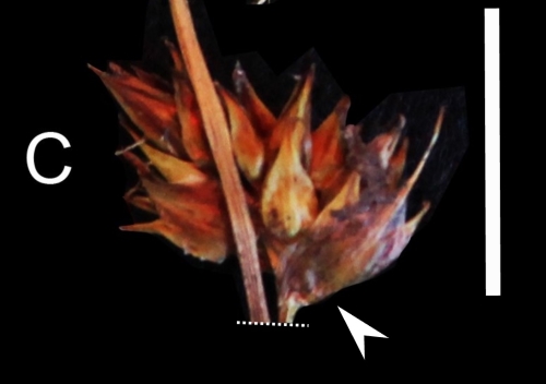 Carex ruthsatziae (46GERP15, UPOS), inflorescence