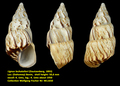 Lignus lechatelieri (Dautzenberg, 1893)