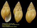 Achatina greyi S. I. Da Costa, 1907