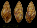 Cochlitoma ustulata (Lamarck, 1822)