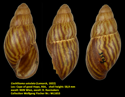 Cochlitoma ustulata (Lamarck, 1822)
