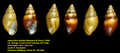 Leptocalina dewittei (Bequaert & Clench, 1934)
