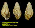 Cochlitoma semidecussata (L. Pfeiffer, 1846)