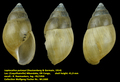 Leptocalina putzeysi (Dautzenberg & Germain, 1914)