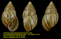 Leptocalina putzeysi (Dautzenberg & Germain, 1914)