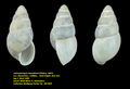 Limicolariopsis donaldsoni (Pilsbry, 1897)