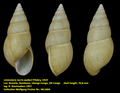 Limicolaria turris walkeri Pilsbry, 1919