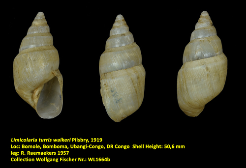 Limicolaria turris walkeri Pilsbry, 1919