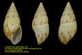 Limicolaria turris walkeri Pilsbry, 1919
