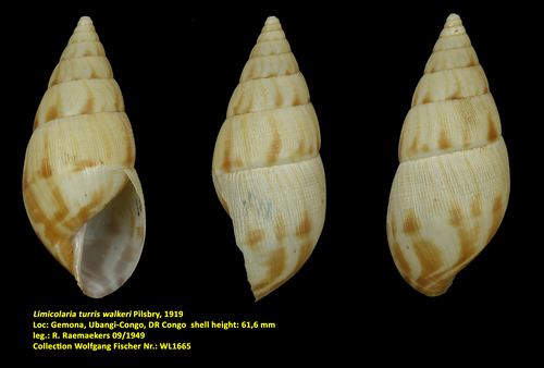 Limicolaria turris walkeri Pilsbry, 1919