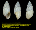 Limicolaria martensiana (E. A. Smith, 1880)