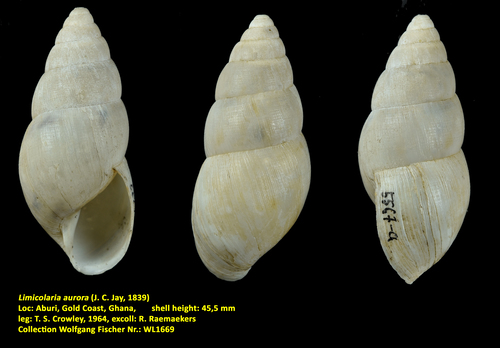 Limicolaria aurora (J. C. Jay, 1839)