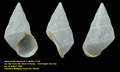 Atopocochlis exarata (O. F. Müller, 1774)