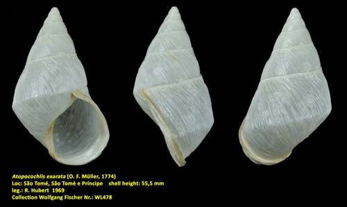 Atopocochlis exarata (O. F. Müller, 1774)