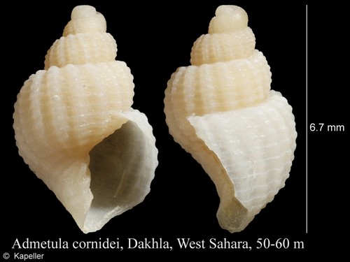 Admetula cornidei
