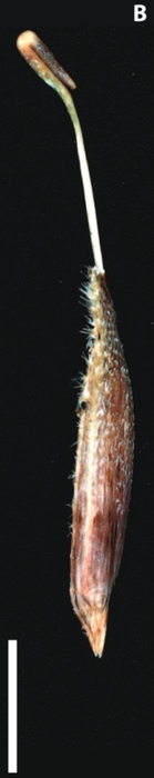 Utricle of Carex phleoides, Venturi 4018 (US)