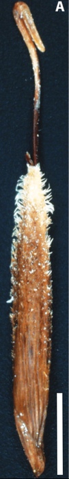Utricle of Carex koyamae, Fosberg 21023 (US)