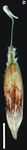 Utricle of Carex quinquin, Landrum 10094 (MO)