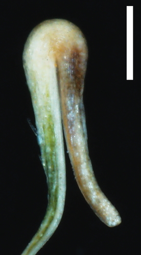 Scabrid hooked rachilla of Uncinia trichocarpa C. A. Mey. ([Carex quinquin Jim.-Mej´ıas &amp; Dorr). Note the prickles on the adaxial side of the hook (Landrum 10094, MO). Scale bar 5 0.5 mm.