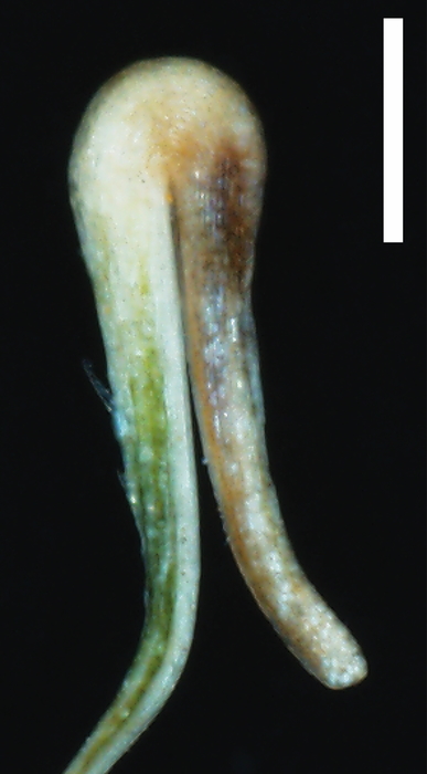 Scabrid hooked rachilla of Uncinia trichocarpa C. A. Mey. ([Carex quinquin Jim.-Mej´ıas &amp; Dorr). Note the prickles on the adaxial side of the hook (Landrum 10094, MO). Scale bar 5 0.5 mm.