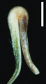 Scabrid hooked rachilla of Uncinia trichocarpa C. A. Mey. ([Carex quinquin Jim.-Mej´ıas & Dorr). Note the prickles on the adaxial side of the hook (Landrum 10094, MO). Scale bar 5 0.5 mm.