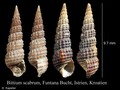 Bittium scabrum