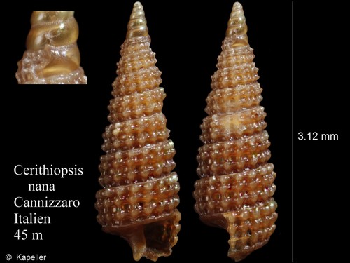 Cerithiopsis nana