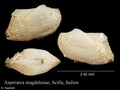 Asperarca magdalenae
