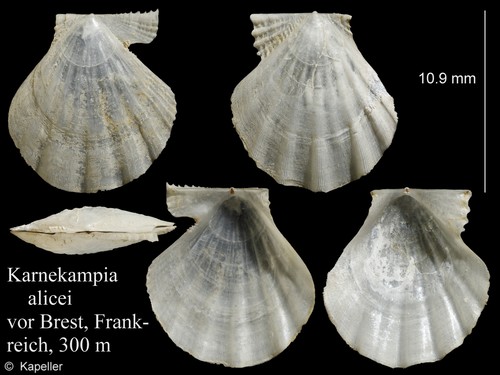 Karnekampia alicei