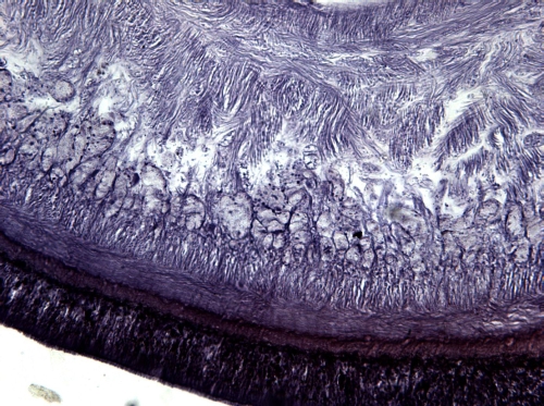 Holotype
