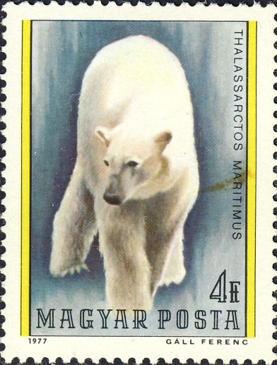 Ursus maritimus