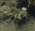Clavularia modesta