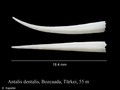 Antalis dentalis