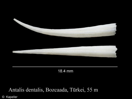 Antalis dentalis